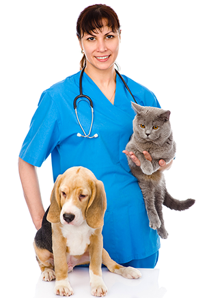 vet